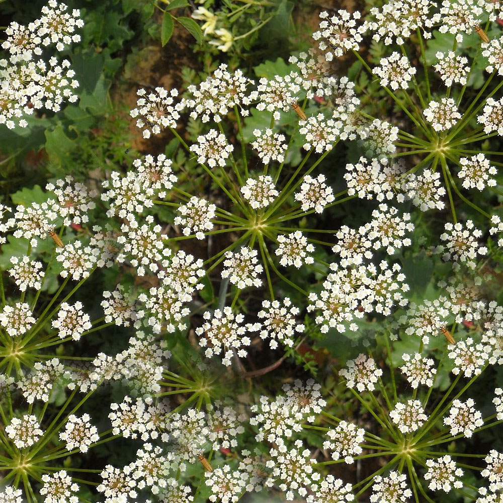 Анасон (Pimpinella anisum)
